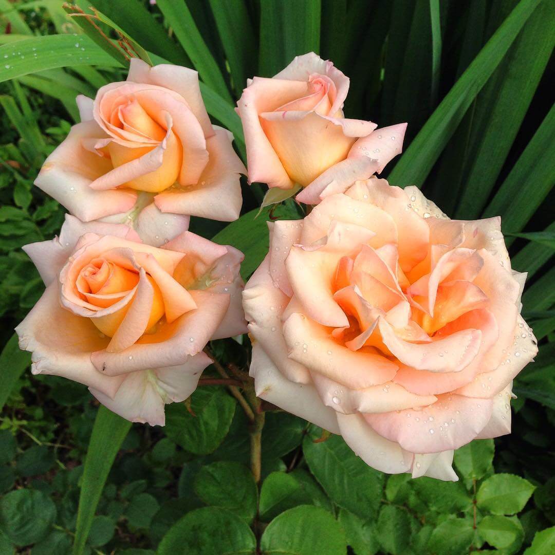 Роза Шокинг Версилия: особенности, характеристика, посадка, выращивание, уход, отзывы