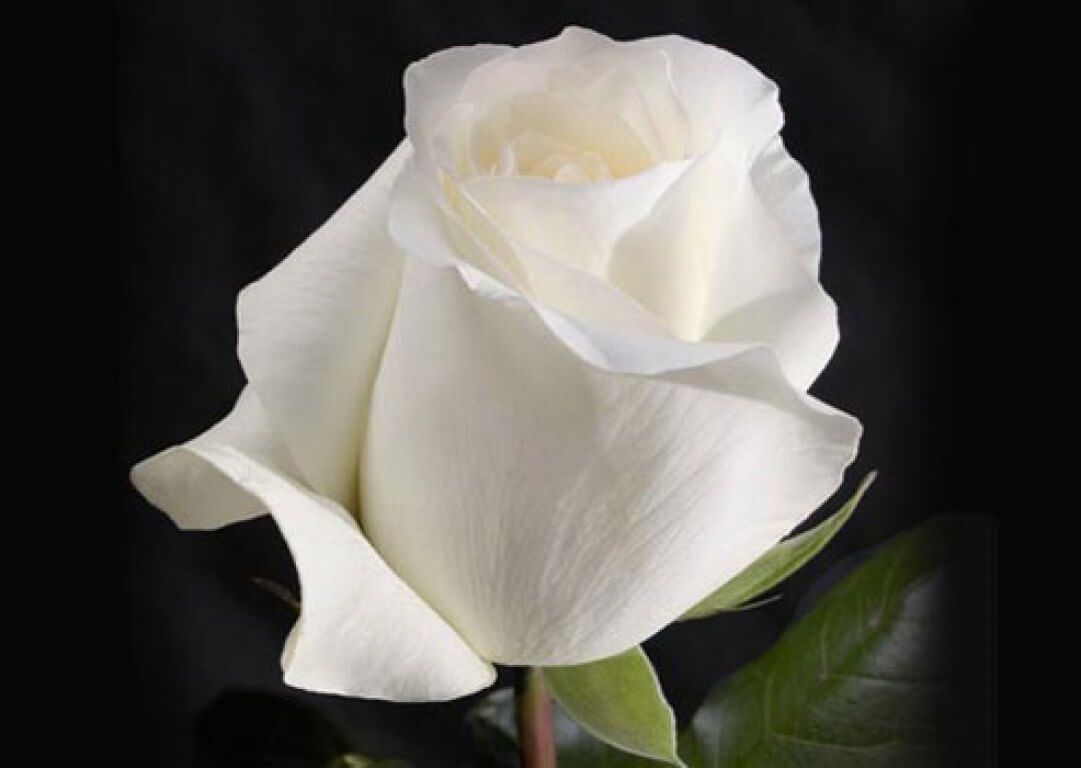 Анастасия роза - описание сорта, как вырастить, правила ухода | РозоЦвет