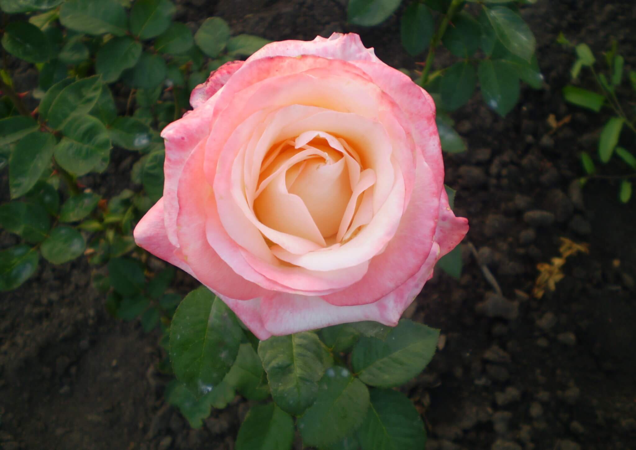 Ля перла роза фото