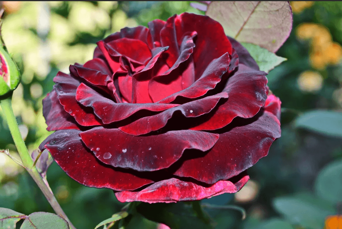 Блэк Маджик роза - описание сорта, правила ухода, отзывы и фото