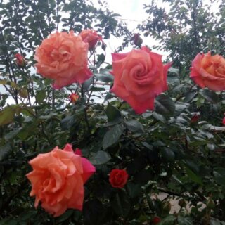 Новая фотография от посетителя к сорту Rene Goscinny пышная роза от селекционеров дома Meiland
