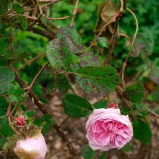 Ложная мучнистая роса на розах (пероноспороз), причины возникновения болезни