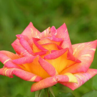 Чайная роза сорт Caribia