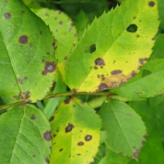Септориозная пятнистость розы или Септориоз листьев, причины возникновения болезни