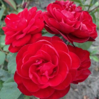 Бордюрные розы, опыт выращивания