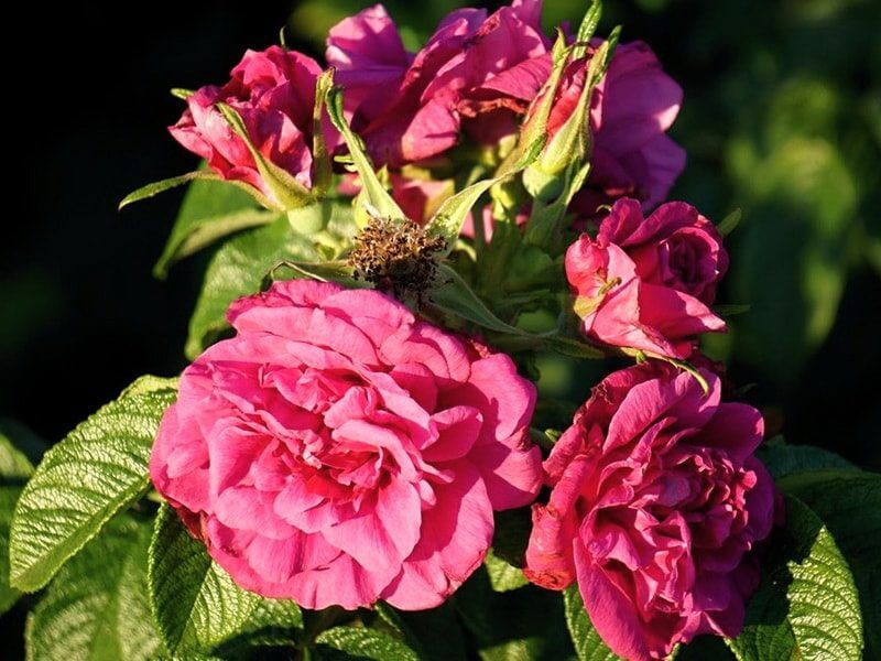 Морщинистые розы - описание, особенности выращивания