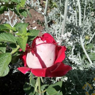 Новая фотография от посетителя к сорту Luxor — необычная «шелковая» роза биколор чайно-гибридной разновидности из Нидерландов
