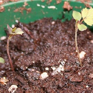 Выращивание розы из семян - секреты, этапы, основные ошибки