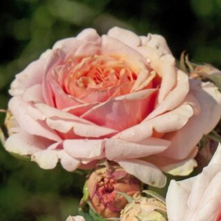 Quincy Jones - нежная роза со стойким ароматом