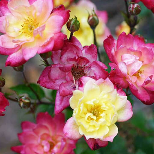 Карликовая роза Бэби Маскарад (Baby Masquerade): описание, фото и отзывы садоводов