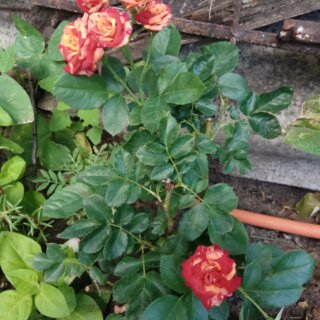 Новая фотография от посетителя к сорту Файер Флеш (Fire flash) – миниатюрная роза без острых шипов
