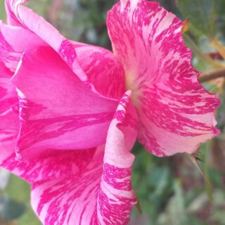 Новая фотография от посетителя к сорту Topaz – изящная чайно-гибридная роза насыщенного розового цвета от Tantau