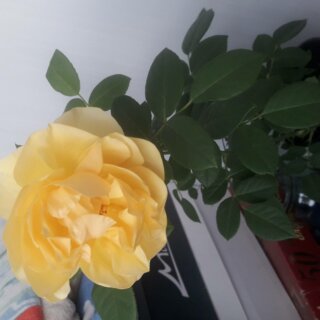 Новая фотография от посетителя к сорту Graham Thomas — английская чайно-гибридная роза с насыщенным ароматом и яркой расцветкой