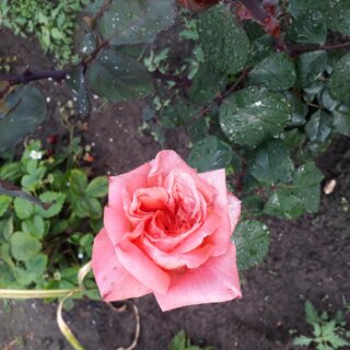 Новая фотография от посетителя к сорту Rene Goscinny пышная роза от селекционеров дома Meiland