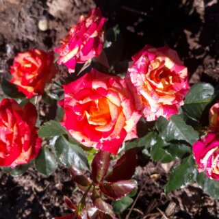 Новая фотография от посетителя к сорту Файер Флеш (Fire flash) – миниатюрная роза без острых шипов