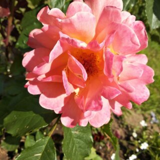 Новая фотография от посетителя к сорту Westerland — плетистая роза-шраб от селекционера Кордес