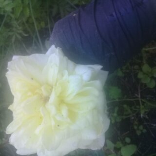 Новая фотография от посетителя к сорту Casino – плетистая роза клаймбер с жёлтыми цветами из Ирландии