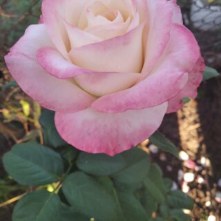 Новая фотография от посетителя к сорту Belle Perle – чайно-гибридная роза кремового цвета с розовыми разводами от компании Delbard