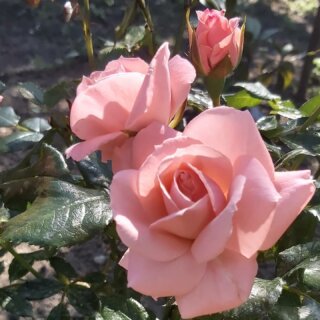 Новая фотография от посетителя к сорту Royal Bonica – шраб с розовыми цветами от компании Meilland