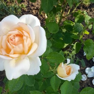 Новая фотография от посетителя к сорту Versilia – изысканная чайно-гибридная роза нежного персикового цвета от компании NIRP International