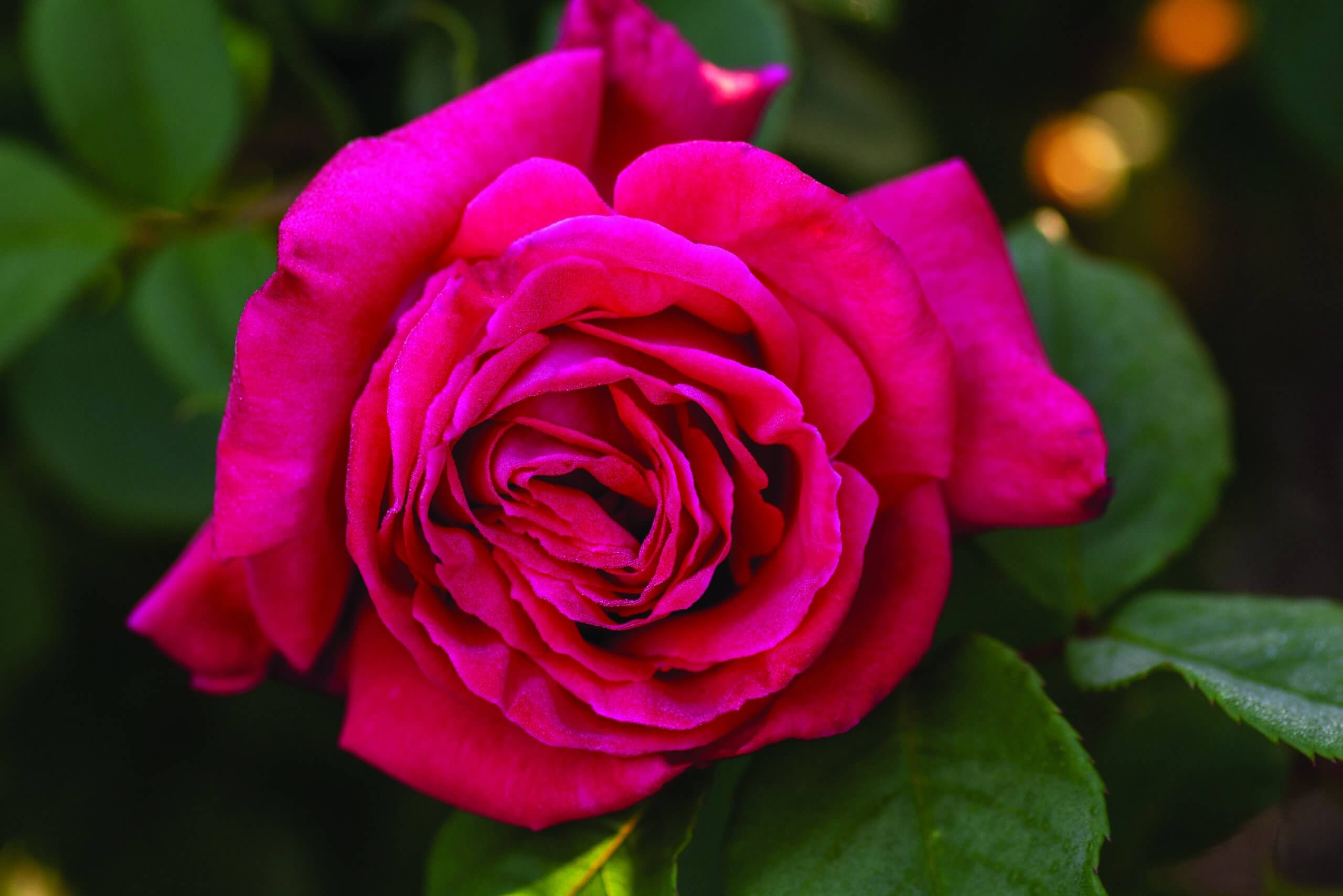 Чайно-гибридная роза Лолита Лемпика (Lolita Lempicka): характеристика, описание, фото и отзывы садоводов