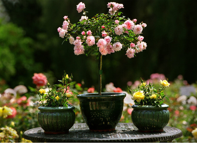 roses in pots