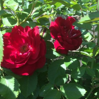 Новая фотография от посетителя к сорту Flammentanz — яркая плетистая роза от Kordes