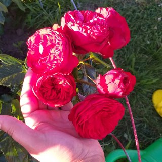 Новая фотография от посетителя к сорту Piano — чайно-гибридная пионовидная роза насыщенного красного цвета от Tantau
