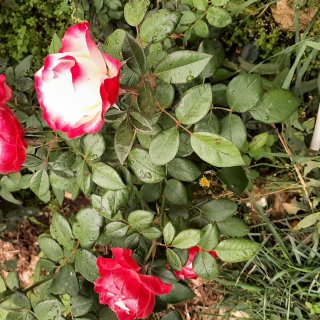 Новая фотография от посетителя к сорту Nostalgie — нестандартная чайно-гибридная роза с контрастной расцветкой из Германии