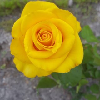 Новая фотография от посетителя к сорту Kerio — солнечная чайно-гибридная голландская роза