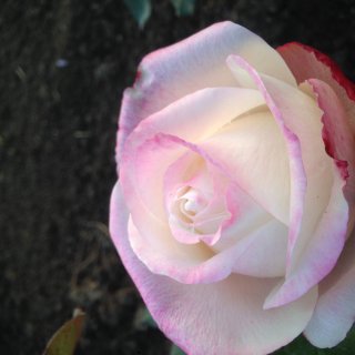 Новая фотография от посетителя к сорту Belle Perle – чайно-гибридная роза кремового цвета с розовыми разводами от компании Delbard