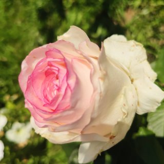 Новая фотография от посетителя к сорту Dolce Vita – чайно-гибридная белая роза с розовой окантовкой на лепестках от голландской компании Lex Voom