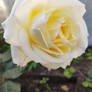 Новая фотография от посетителя к сорту La Paloma — непрерывноцветущая нежная роза