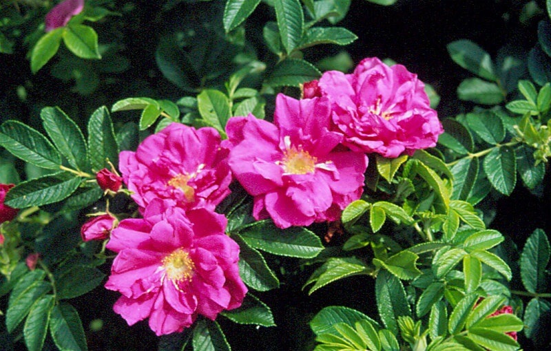 Морщинистая роза (Rosa Rugosa) в современном саду
