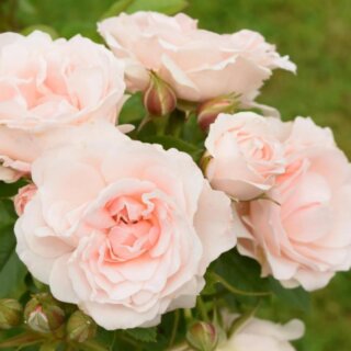 Прекрасная Невеста в вашем саду. Штамбовая роза Lovely Bride