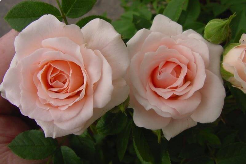 Нежная роза Lovely Bride