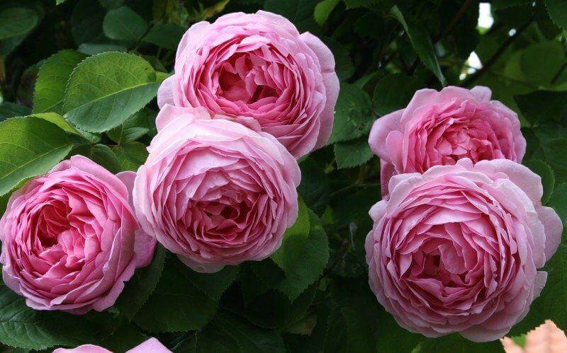 Роза Constance Spry