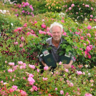 Розы Дэвида Остина, новая английская роза с шармом старинной классики
