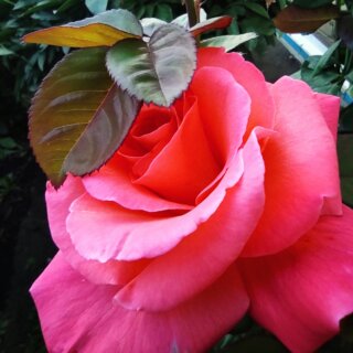 Новая фотография от посетителя к сорту Christophe Colomb — чайно-гибридная роза  от селекционеров Meiland