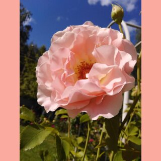 Новая фотография от посетителя к сорту Rokoko — кустарник-шраб с абрикосовыми розами от Tantau