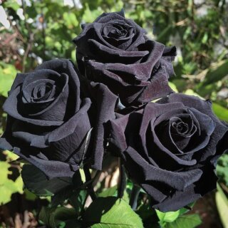 Есть ли черные розы в природе, как получить цветок черного цвета, сорта черных роз