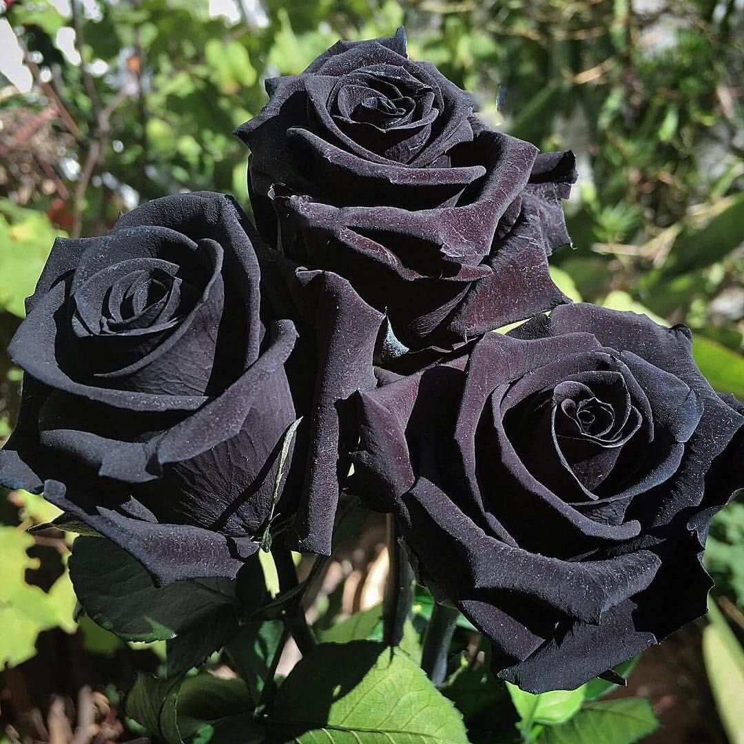 Бывают ли черные розы, как их получить, популярные сорта | РозоЦвет