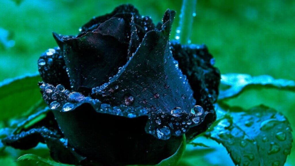 Черные розы с датой 