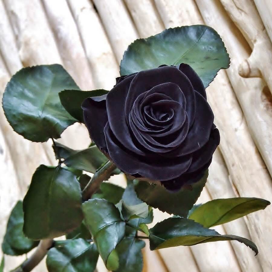 черные розы