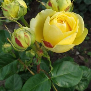 Новая фотография от посетителя к сорту Katalina — сорт розы насыщенного лимонного оттенка, с высокой устойчивостью к заболеваниям