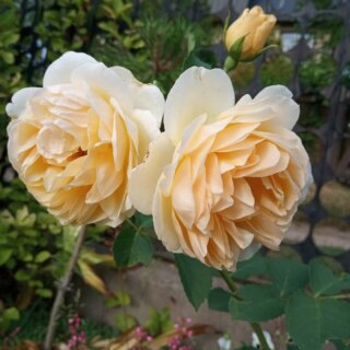 Новая фотография от посетителя к сорту Graham Thomas — английская чайно-гибридная роза с насыщенным ароматом и яркой расцветкой