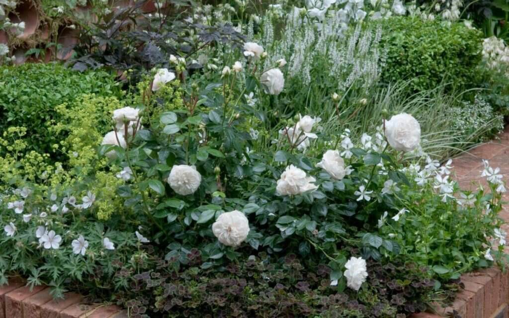 Монохромная белая клумба с розами