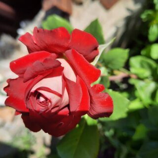 Новая фотография от посетителя к сорту Alliance — японская роза интересной расцветки